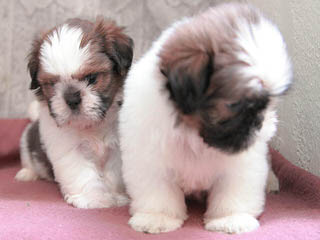 Shih Tzu Puppies - Dog Breeders