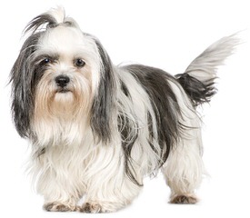 Cocktail Shih Tzu - Dog Breeders