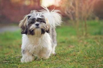 Shih Tzu Male Kc Reg Ready Now - Dog and Puppy Pictures