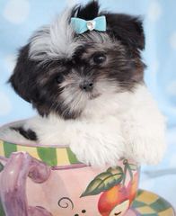 SimonShihTzu - Dog Breeders