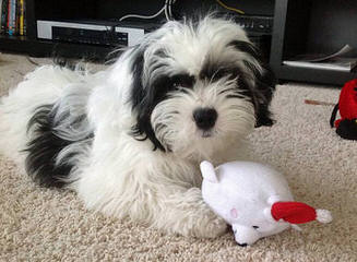 Akc Shih Tzu Male Available Now - Dog Breeders