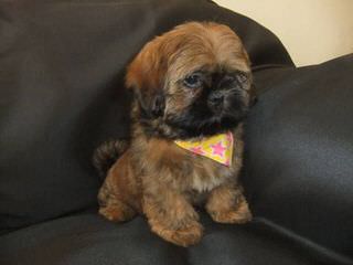 Cocktail Shih Tzu - Dog and Puppy Pictures