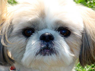 Shih Tzu Male Kc Reg Ready Now - Dog and Puppy Pictures