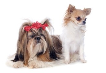 Amazing Shih-Tzu’s - Dog Breeders