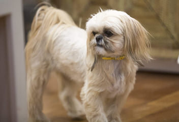 Deblyn’s Shih Tzu - Dog Breeders