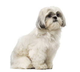 A.K.C. Reg Shih-Tzus - Dog and Puppy Pictures