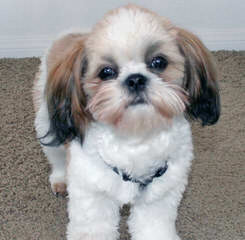 Tinytoon Shih Tzus - Dog and Puppy Pictures