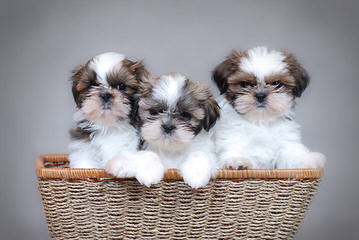Ckc Reg. Imperial Shih-Tzu Puppy - Dog Breeders