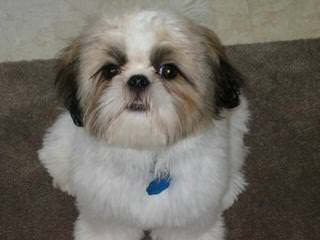 Tiny Imperial Shih Tzu - Dog and Puppy Pictures