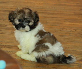 Shih Tzu Puppies - Dog and Puppy Pictures