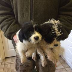 Tiny Tot Shih-Tzu - Dog Breeders