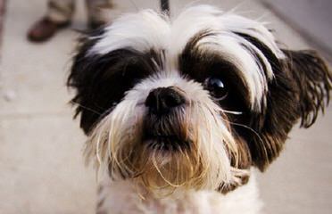 Corrine’s shih tzu’s - Dog Breeders