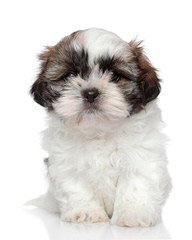 Shih-Tzu And Cockapoo Puppies - Dog and Puppy Pictures