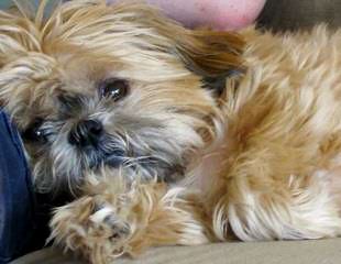 Shih-Tzu And Cockapoo Puppies - Dog Breeders