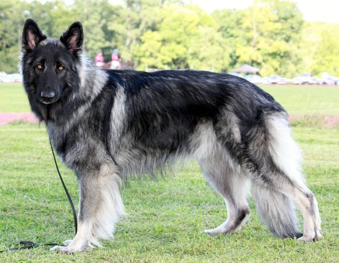 Shiloh Shepherd Dogs and Puppies