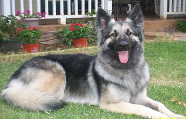 Shiloh Shepherds - Dog Breeders