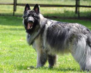 Sequoia Shiloh Shepherds - Dog Breeders