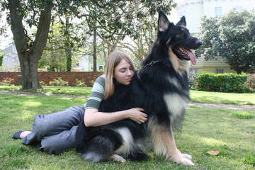 Renegade Shepherds - Dog and Puppy Pictures