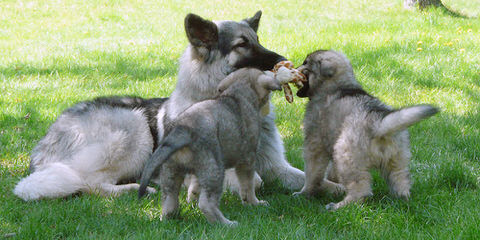 Bearpaw Shilohs - Dog Breeders