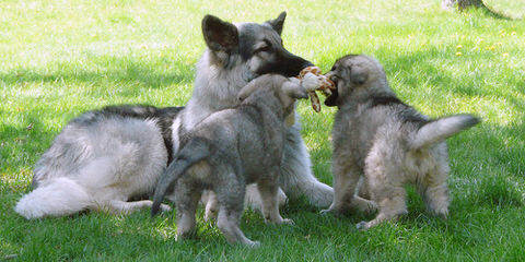 Fireside Shiloh Shepherds - Dog Breeders