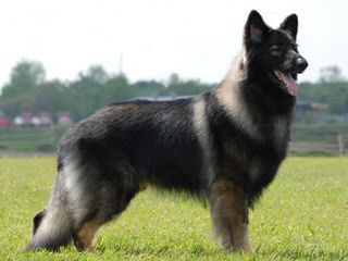 Sequoia Shiloh Shepherds - Dog Breeders