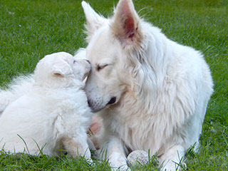 Highlander Shiloh Shepherds - Dog and Puppy Pictures