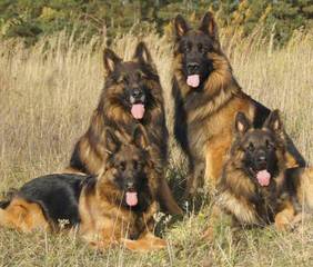 Mustang Shiloh Shepherds Shelby & Co - Dog Breeders