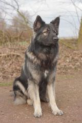 Shadowgate Farm Shiloh Shepherds - Dog Breeders