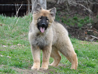 Columbia Shiloh Shepherds - Dog Breeders