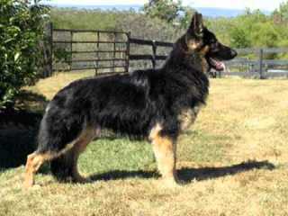 Mustang Shiloh Shepherds Shelby & Co - Dog and Puppy Pictures