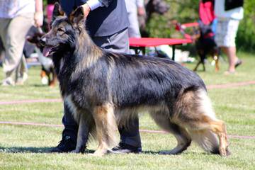 Shadowgate Farm Shiloh Shepherds - Dog Breeders