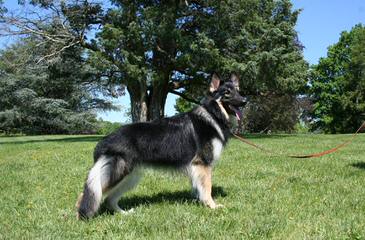 Qudrat Shepherds - Dog and Puppy Pictures