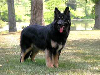 Zoar Valley Shilohs - Dog Breeders