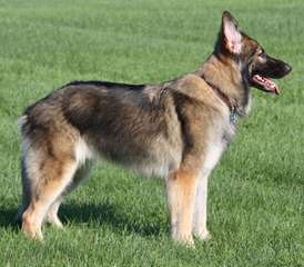 Highlander Shiloh Shepherds - Dog Breeders