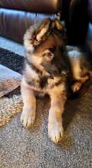 Shadowgate Farm Shiloh Shepherds - Dog and Puppy Pictures