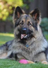 Catoctin Shiloh Shepherds - Dog Breeders