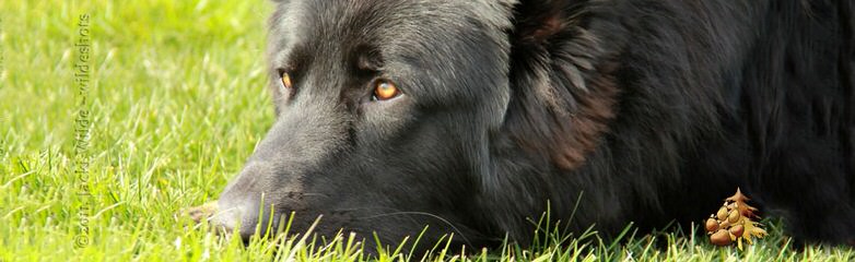 Fireside Shiloh Shepherds - Dog and Puppy Pictures