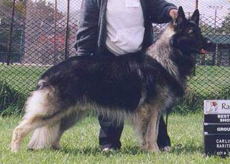 Mustang Shiloh Shepherds Shelby & Co - Dog Breeders