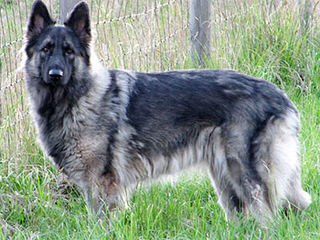 Columbia Shiloh Shepherds - Dog Breeders