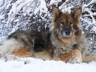 Columbia Shiloh Shepherds - Dog and Puppy Pictures