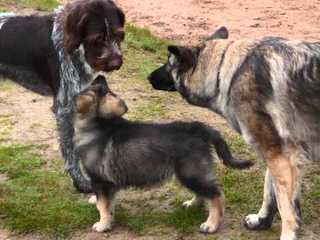 Jnl Pocono Shilohs Nori/Ruger - Dog and Puppy Pictures