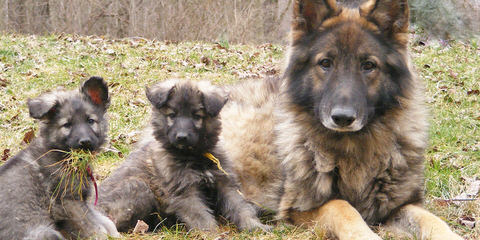 Qudrat Shepherds - Dog Breeders