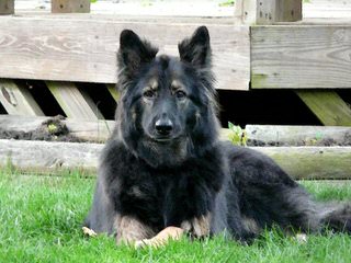 Shiloh Shepherds By Ridgewood Shilohs(P&C/B&T) - Dog Breeders