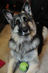 Shiloh Shepherds By Ridgewood Shilohs(P&C/B&T) - Dog Breeders