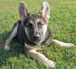 Columbia Shiloh Shepherds - Dog Breeders