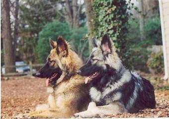 Catoctin Shiloh Shepherds - Dog and Puppy Pictures