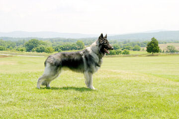 Sequoia Shiloh Shepherds - Dog Breeders