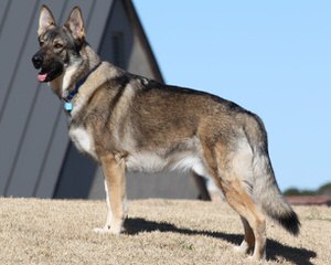 Shiloh Shepherds By Ridgewood Shilohs(P&C/B&T) - Dog and Puppy Pictures