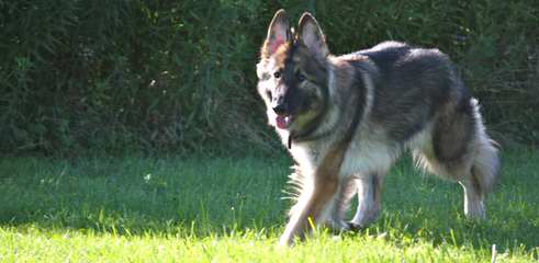 Fireside Shiloh Shepherds - Dog Breeders