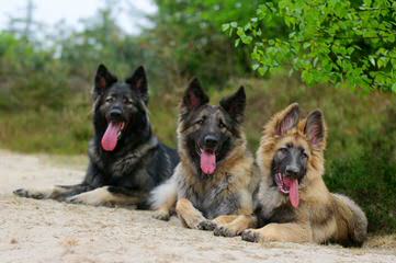 Qudrat Shepherds - Dog Breeders